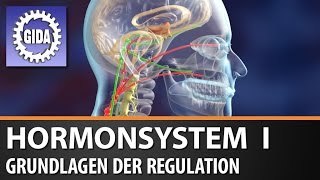 Trailer  Hormonsystem I  Grundlagen der Regulation  Biologie  Schulfilm [upl. by Blanca]