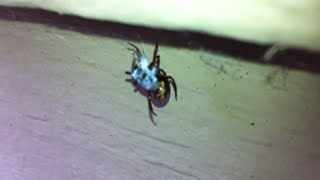 Widow Spider webbing up a Tick [upl. by Rausch]