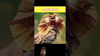 Frilled nacke lizard trending facts amazingfacts animals birds 😱🥶🥹😍 [upl. by Ashwell]