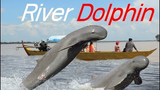 River Dolphin  Khmer New Year In August2020 [upl. by Hillhouse]