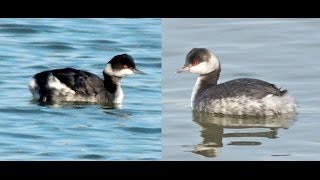 Eared Grebe and Horned Grebe on the Potomac River [upl. by Retep461]