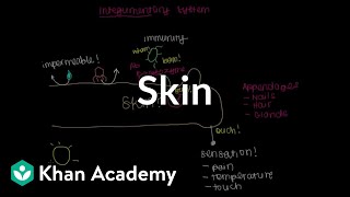 Meet the skin Overview  Integumentary system physiology  NCLEXRN  Khan Academy [upl. by Myrt412]