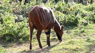 The Bongo Africa rare Antelope [upl. by Weinhardt]