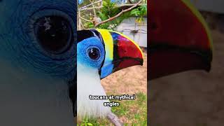 toucans at mythical angles animals funny shorts birds memes cute cat [upl. by Anattar]