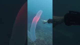 Pyrosome in Tenerife Rare sighting of Huge Pyrosoma Atlanticum whilst diving in the Canary Islands [upl. by Ynogoham463]