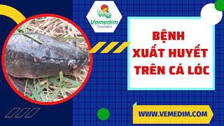 Bệnh xuất huyết ở cá Lóc  Vemedim [upl. by Kisung]