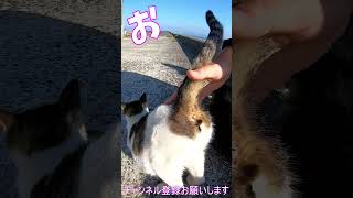 猫」「CAT amp PEACE」 cat 猫動画 ねこ ねこ動画 straycat [upl. by Kier554]