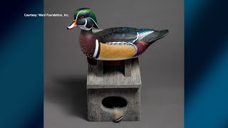 We Preview This Years Ward World Championship Wildfowl Carving Competition [upl. by Sigfried]