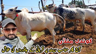 Gondal Mandi Attock Latest Update 29 April 2024  Qurbani Bakra Eid Cow Mandi [upl. by Eilla610]