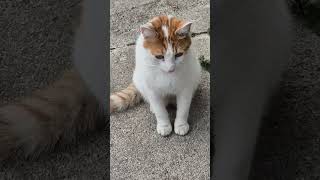 Adorable cat cats catvideos catlover theplanetofcats [upl. by Nolrac824]