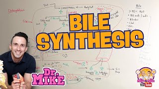 Bile Synthesis  Bile Acids and Salts [upl. by Toth]