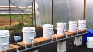 Dutch Bucket  Greenhouse Hydroponics Update [upl. by Ozneral]