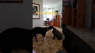 Play all day again aussiedogs pitbull bullarab pibble [upl. by Enuj]