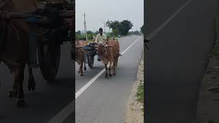 Bullock cart  A 4 Creations bullockcartride [upl. by Ahsilaf]