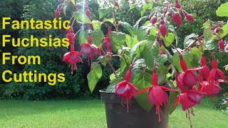 How to propagate fuchsia cuttings in water gardening fuchsia ukgardening [upl. by Champ265]