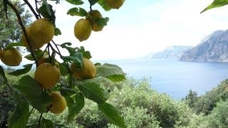 Fettuccine al Limone Positano [upl. by Ahsak]