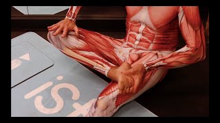 Peroneus Fibularis Longus LEG Stretch for All sitting – iStretch [upl. by Asirehc598]