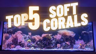 The TOP 5 Soft Corals Beautiful and Easy for First Time Reef Hobbyist [upl. by Horwitz]