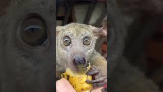 Bush Baby Eats A Banana  Psychedelic bushbaby monkey psychedelicjourney [upl. by Nautna]