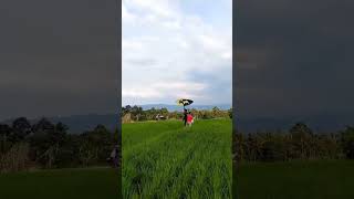 SIGESIT DAREKlayang layangan layanglayang layanganputus kite solok sumbar shorts [upl. by Alithia]