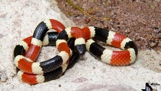 Arizona Coral Snake [upl. by Koser]