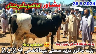 Peshawar Kala Maweshi Mandi New Updates 26 5 2024  Cow Mandi 2024  Munsif Khan Vlog [upl. by Eniamrej891]