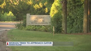 Kiawah alligator update [upl. by Aniretac]