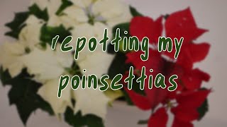 HOUSEPLANT CARE  poinsettia repot euphorbia pulcherrima [upl. by Coretta]