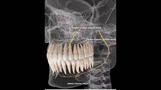 Understanding The Teeth And teeth Nerve [upl. by Gotcher]