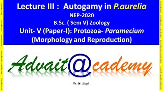 Autogamy in Paramecium aurelia [upl. by Niawd]