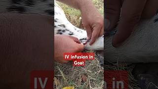 IV infusion in goat goat veterinary diseases veterinary medicine animalsvet surgery viral [upl. by Udela]