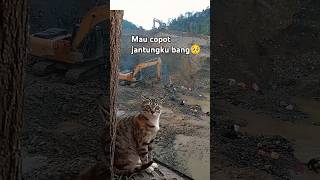 kucing kaget Klason excavator tiba2 [upl. by Rehportsirhc679]