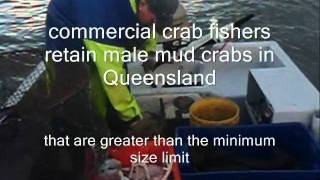 SeaNet SEQ Mud Crab Pot Fishing Moreton Bay [upl. by Yzus445]