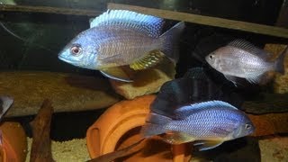 Copadichromis Borleyi Maison Reef [upl. by Royd728]