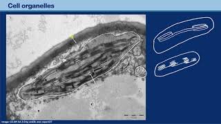 Identifying structures in electron micrographs [upl. by Zinck581]