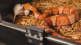 Live Feeding Feeding All My Venomous Copperheads [upl. by Noyahs]