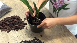 Transplanting Cattleya Orchids to 5 inch Pot  Akatsuka Orchid Gardens [upl. by Meggi56]