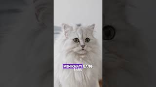 Kucing santai [upl. by Maidy981]