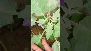 Flowering started in eggplant garden [upl. by Ateekal]