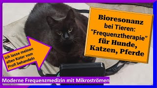 Katzen amp Hunde lieben Bioresonanz Haustiere mit Frequenzmedizin Mikrostrom zappen u behandeln [upl. by Darcia244]