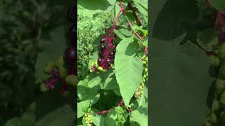 Birds Love Pokeweed Berries [upl. by Elana]