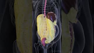 🔍 A Look at Visceral Fat The Hidden Fat Behind the Organs 🔍 anatomy [upl. by Jean-Claude]