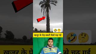 खजूर के पेड़ पर बकरी कैसे चढ़ गई 🤔🤯 shorts goat goatshorts funnyshorts viralvideo [upl. by Delmar]