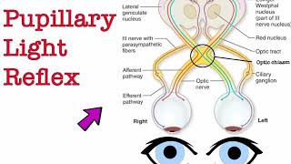 Pupillary light reflex  2nd grade  Physiology [upl. by Dane266]