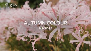 How to grow Nerines for autumn colour  Grow at Home  RHS [upl. by Zashin]