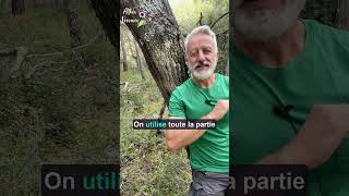 🌱 La Vergerette une bonne mauvaise herbe [upl. by Manvel]