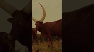 What Makes AnkoleWatusi The KING of Bull Breeds bull ankole watusi [upl. by Arehs]