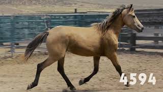 Wild horse online adoption June 2018 [upl. by Jagir]