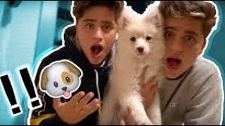 MARTINEZ TWINS BOUGHT A NEW DOG Not Clickbait [upl. by Aliuqahs]