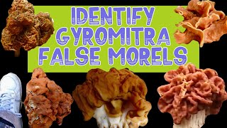 Wild Mushrooms Identify Gyromitra False Morels mushroomhunting foraging springmushrooms [upl. by Ardnikat]